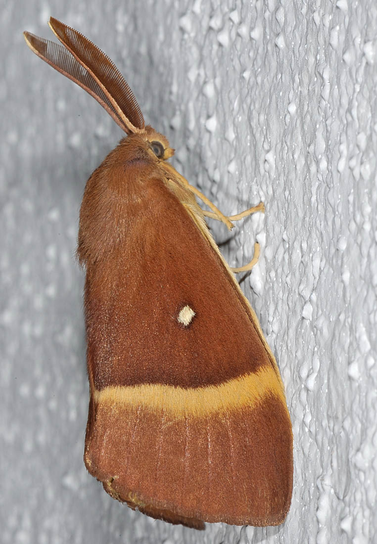 Lasiocampa (Lasiocampa) quercus